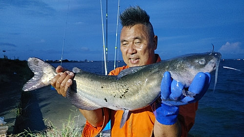 アメリカナマズの釣果