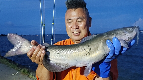 アメリカナマズの釣果