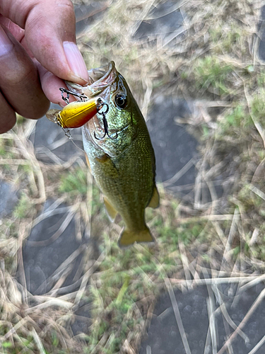 ラージマウスバスの釣果