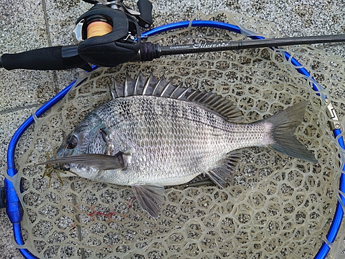 チヌの釣果