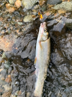 ウグイの釣果