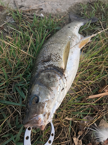 ウグイの釣果