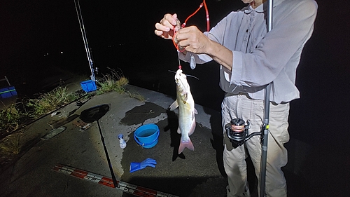 アメリカナマズの釣果