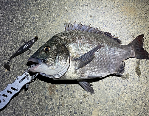 クロダイの釣果