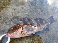 オオモンハタの釣果