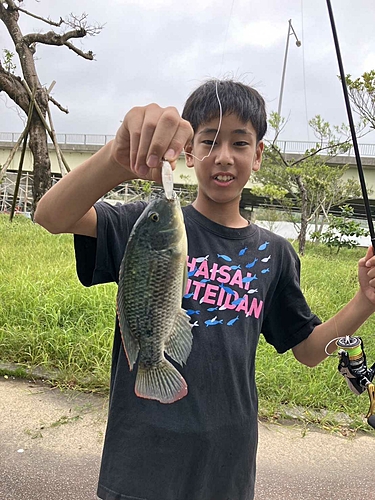 ナイルティラピアの釣果