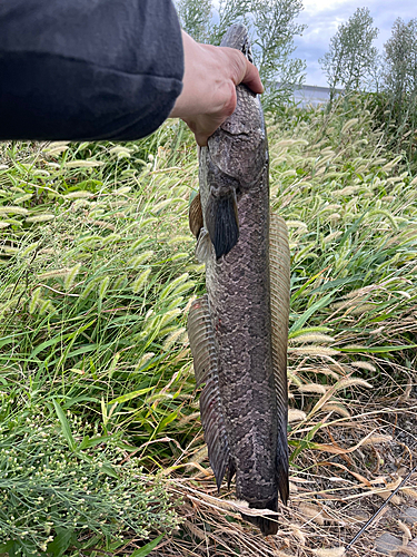 ライギョの釣果