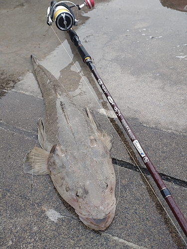 マゴチの釣果