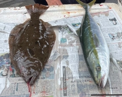 ハマチの釣果