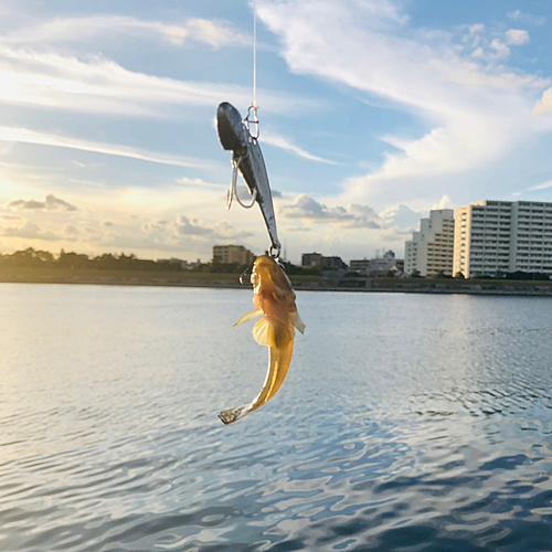 マハゼの釣果