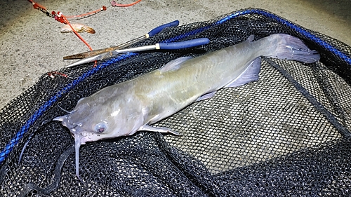 アメリカナマズの釣果