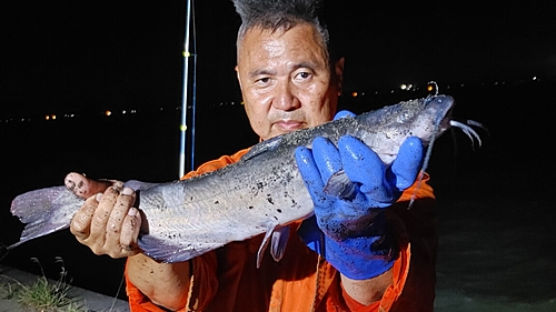 アメリカナマズの釣果