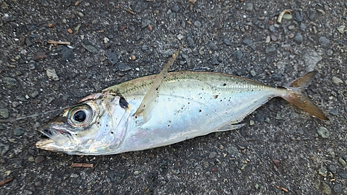 マアジの釣果