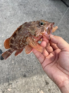 カサゴの釣果