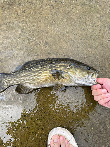 スモールマウスバスの釣果