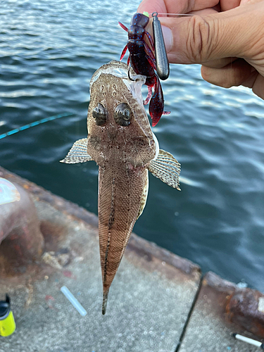 ワニゴチの釣果