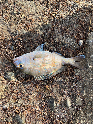 チャリコの釣果