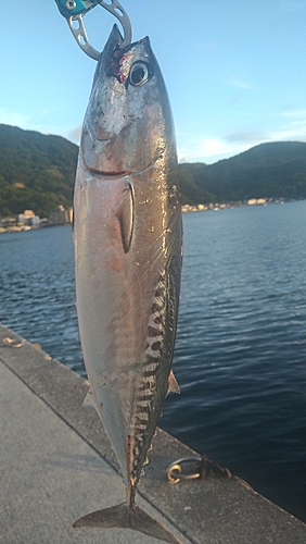 ソウダガツオの釣果