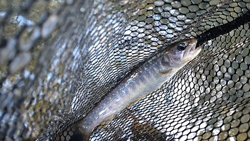 ニッコウイワナの釣果