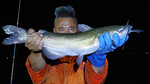 アメリカナマズの釣果