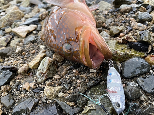 アコウの釣果