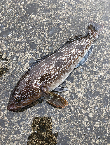 アイナメの釣果