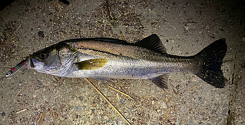 シーバスの釣果