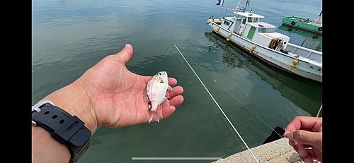 チャリコの釣果