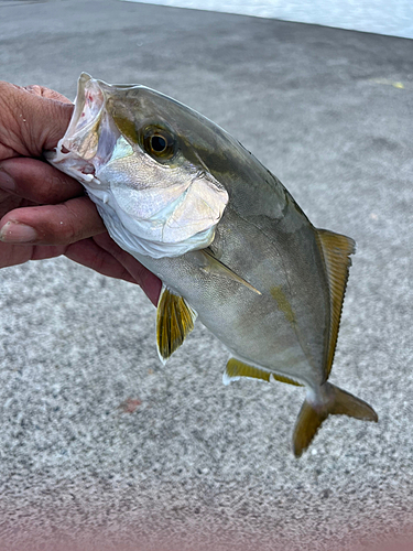 ショゴの釣果