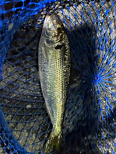 コノシロの釣果