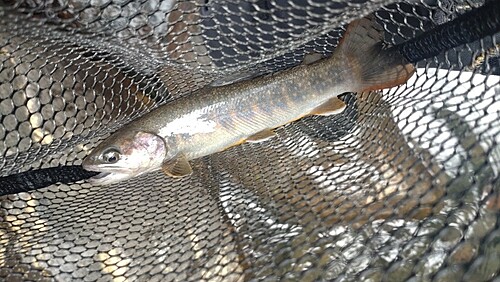 ニッコウイワナの釣果