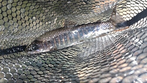 ニッコウイワナの釣果