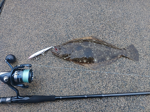 ヒラメの釣果