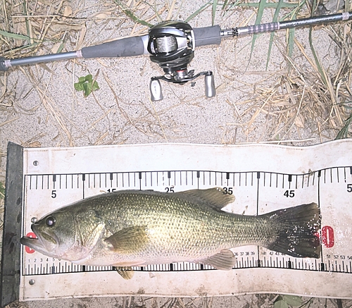 ラージマウスバスの釣果