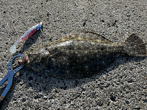 ヒラメの釣果