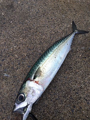 サバの釣果