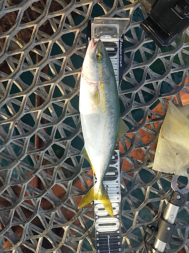 ツバスの釣果