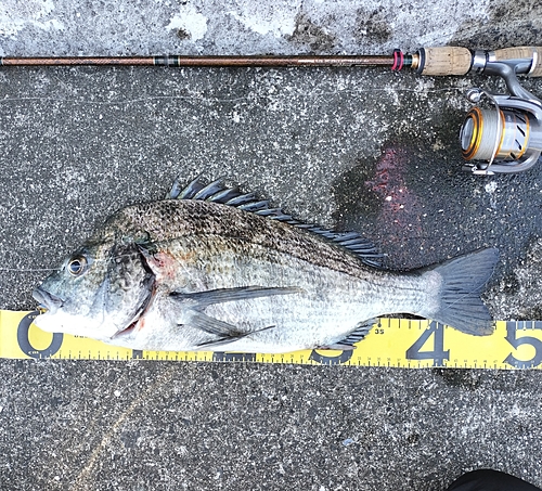 クロダイの釣果