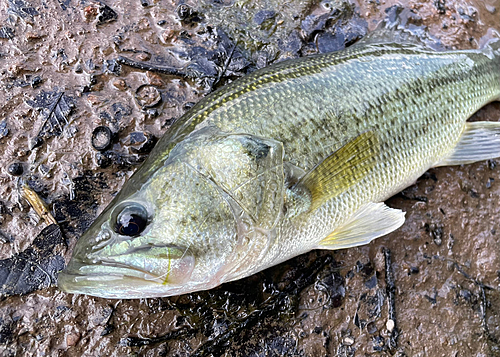 ラージマウスバスの釣果