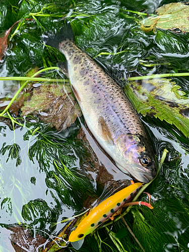 ニジマスの釣果