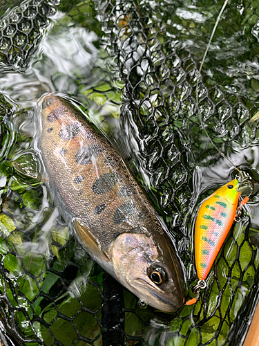 ヤマメの釣果