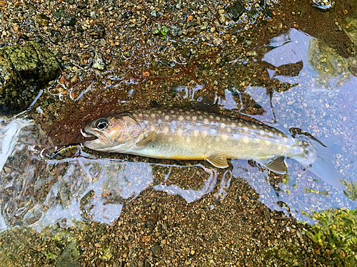 イワナの釣果