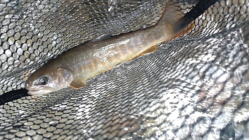 ニッコウイワナの釣果