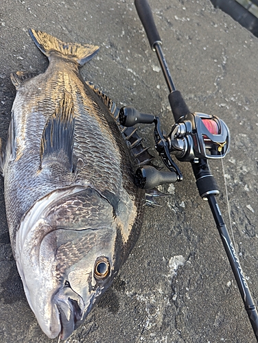 チヌの釣果