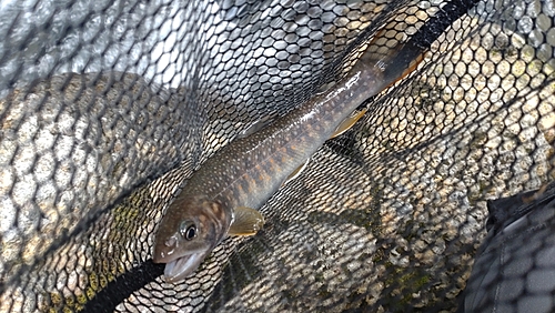 ニッコウイワナの釣果