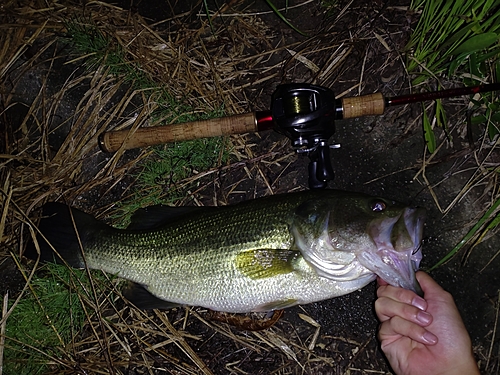 ブラックバスの釣果