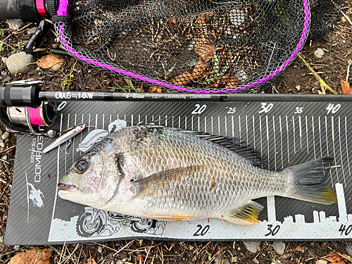 クロダイの釣果