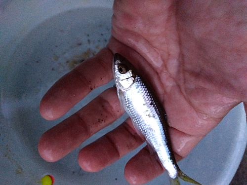 オイカワの釣果