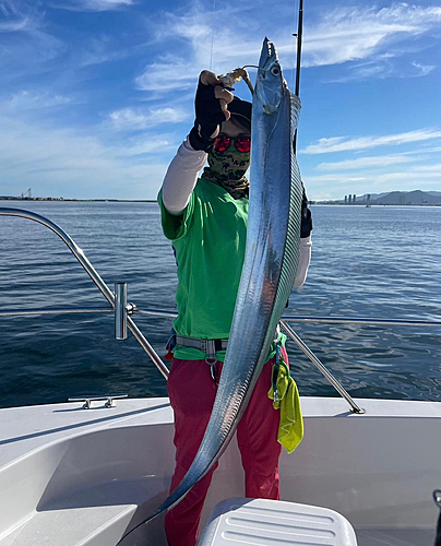 タチウオの釣果