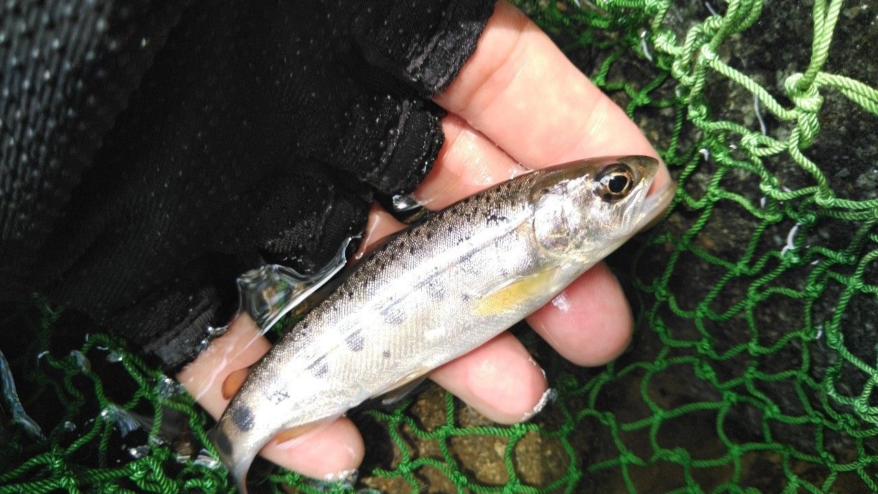 SHIMANO - シマノ 天平テンカラ LLS36 NB Amazon | シマノ(SHIMANO) ロッド 渓流竿 天平(てんぴょう